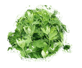 艾草简介