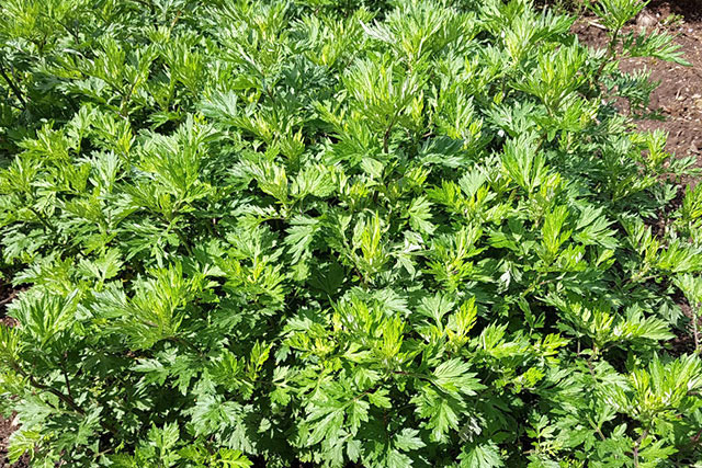 种植艾草对土壤有一定的要求，出苗后需要移植，日常管理要科学